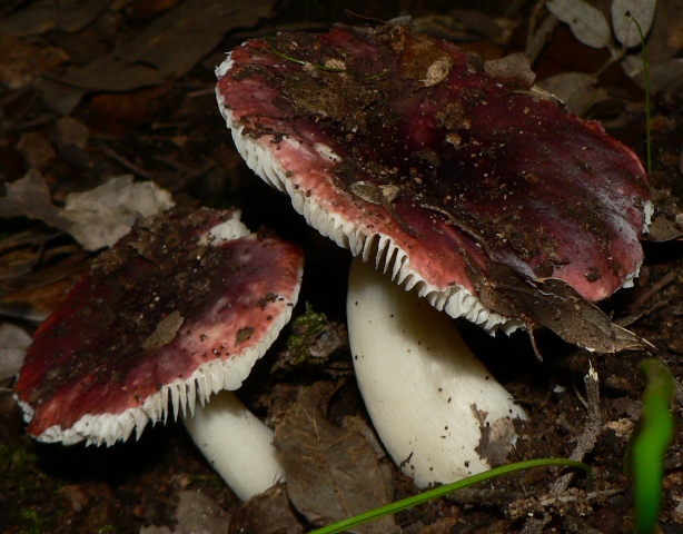 Russula tyrrhenica?????